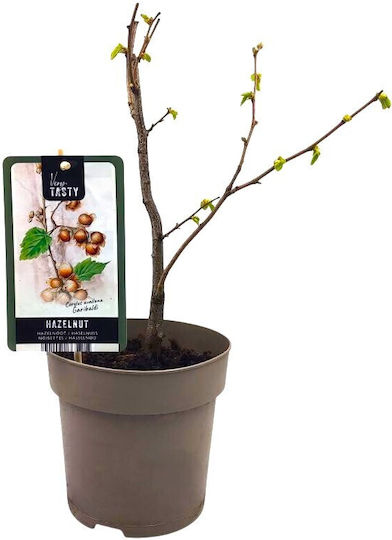 Λευκή Φουντουκιά ”corylus Garibaldi” – Φυτό