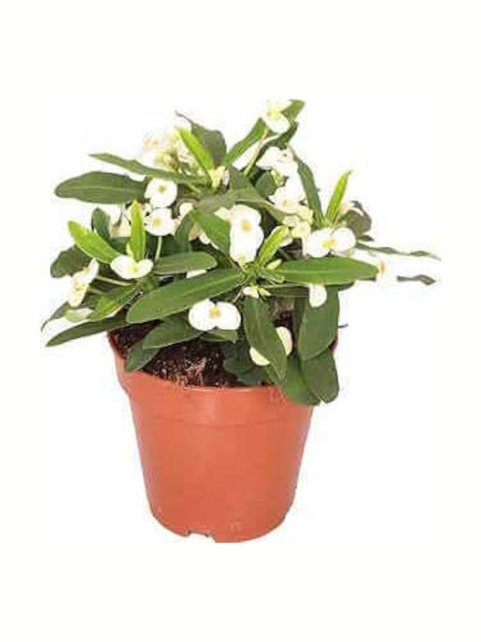 "αγκάθι Του Χριστού" Euphorbia Milii White "αγκάθι Του Χριστού" Euphorbia Milii White