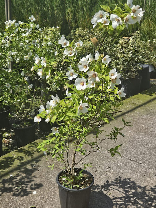 Φιλάδελφος Philadelphus Belle Etoile Αρωματικος Xl Φιλάδελφος Philadelphus Belle Etoile Αρωματικος Xl