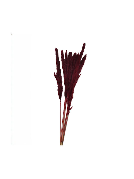 Flauschiges Pampasgras Rote 10 Stück