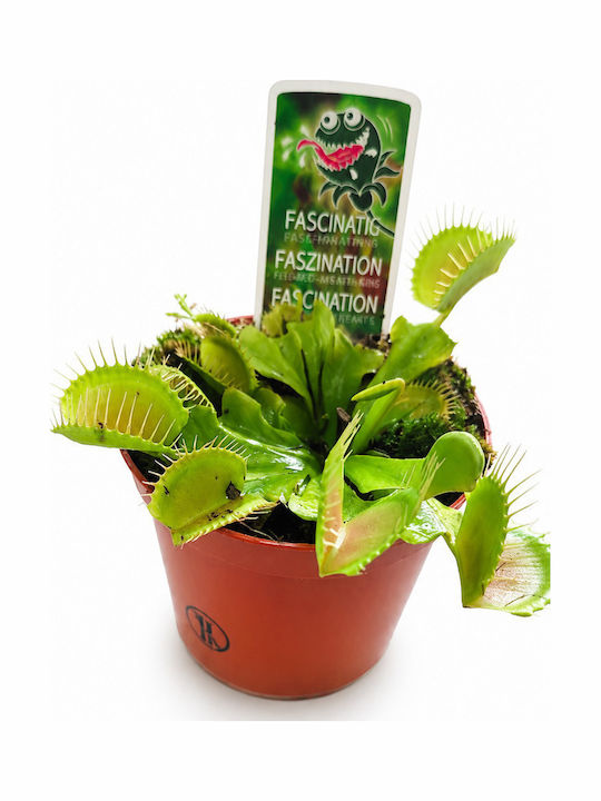 Месоядно Растение Dionaea Muscipula 9см