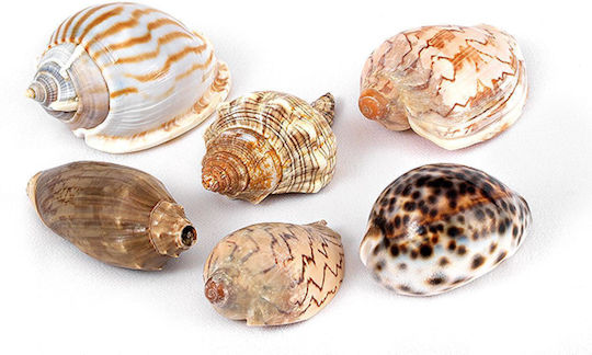 Muscheln Muschelschalen 15 Designs 4,5x8cm Pro Packung 12 Stück