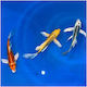Koi Butterfly Grad A 8cm