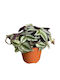 Τηλέγραφος Tradescantia Zebrina Argintiu Sicilian