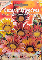 Samen Gazania Samen Gazania