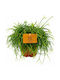 Rhipsalis 'cashero' 12cm