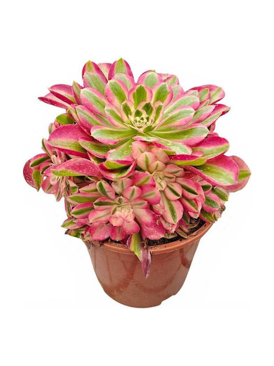 Aeonium 'pink Witch' 17cm