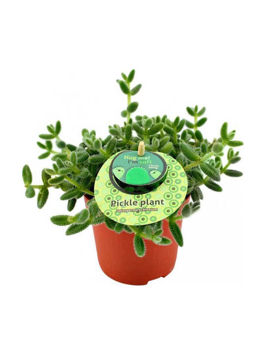 Delosperma Echinatum 12cm Delosperma Echinatum 12cm