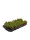 Rhipsalis Mesembryanthemoides 8.5cm