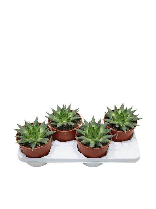 Aloe Polyphylla 17cm Aloe Polyphylla 17cm