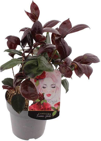 Camelia 'Femme Fatale' 15cm