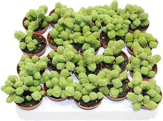 Crassula Columella 5.5cm