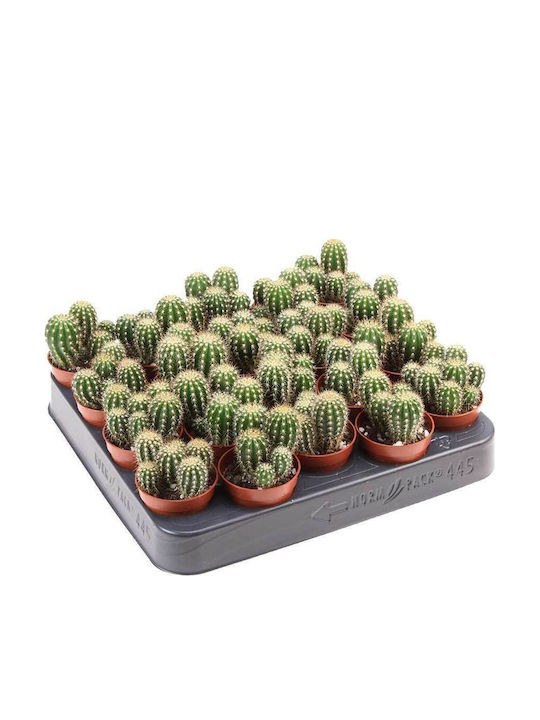 Trichocereus Spachianus 5,5cm Trichocereus Spachianus 5,5cm