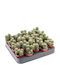 Trichocereus Spachianus 5.5cm