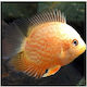 Red Spotted Golden Severum 6-7cm