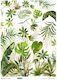 Reispapier Decoupage A3 Tropische Blätter Monstera