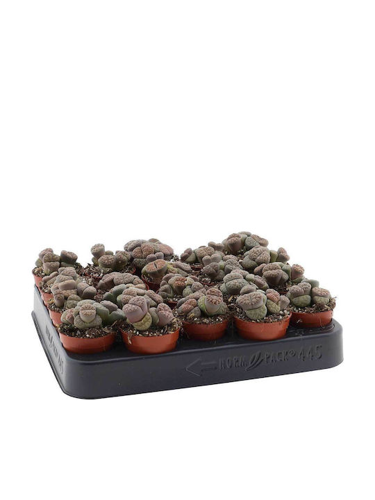 Lithops Bromfieldii 5.5cm Lithops Bromfieldii 5.5cm