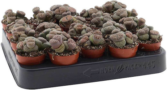 Lithops Bromfieldii 5,5cm Lithops Bromfieldii 5,5cm