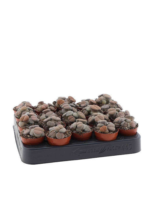 Lithops Fulviceps 5.5cm Lithops Fulviceps 5.5cm