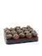 Lithops Fulviceps 5.5cm