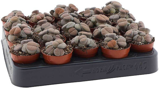 Lithops Fulviceps 5.5cm Lithops Fulviceps 5.5cm