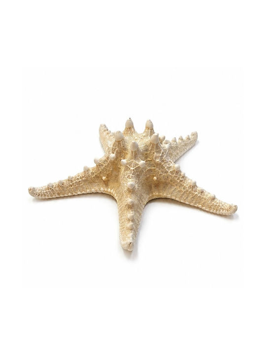 Starfish Natural Dried White 23-25cm 367.003.0014.02 Tabletop Decor