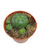 Lophophora Williamsii 5.5cm