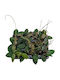 Hoya Vangviengiensis 6cm