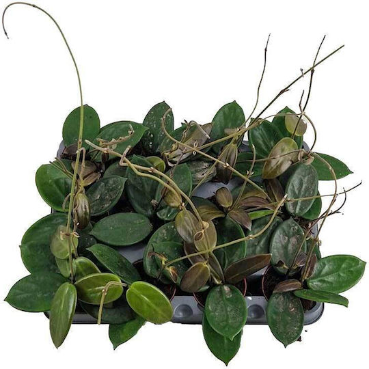 Hoya Vangviengiensis 6cm