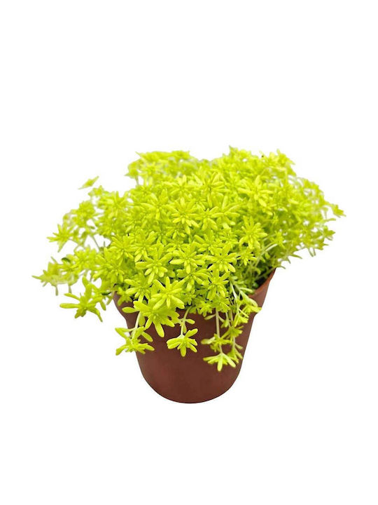 Sedum 'tokyo Sun' 8.5cm Sedum 'tokyo Sun' 8.5cm