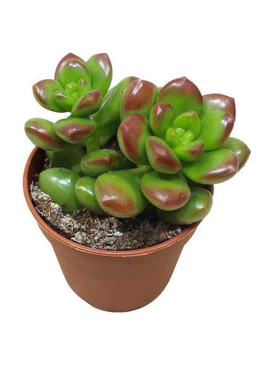 Sedum Lucidum 5.5cm Sedum Lucidum 5.5cm