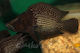 Altolamprologus Calvus Schwarz Pectoral Congo Lupota 3-4cm