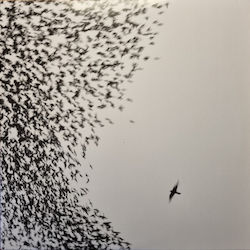 Wilco Sky Blue Sky Vinyl Wilco Sky Blue Sky Vinyl