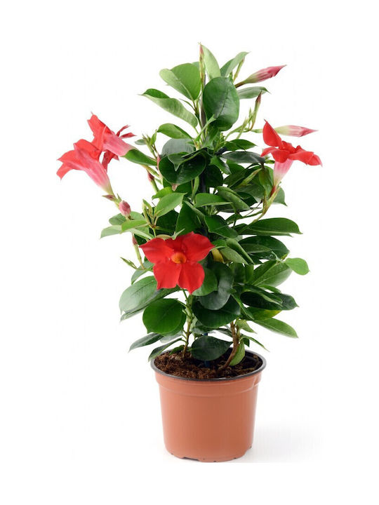 Διπλαδένια Mandevilla Dipladenia Sundaville Red Διπλαδένια Mandevilla Dipladenia Sundaville Red