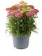 Achillea Millefolium Tricolor Mix