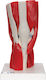 3b Scientific Medizinische Trainingsmannequin Gelenk des Knies Abnehmbare Muskeln 12-Teile 1000178