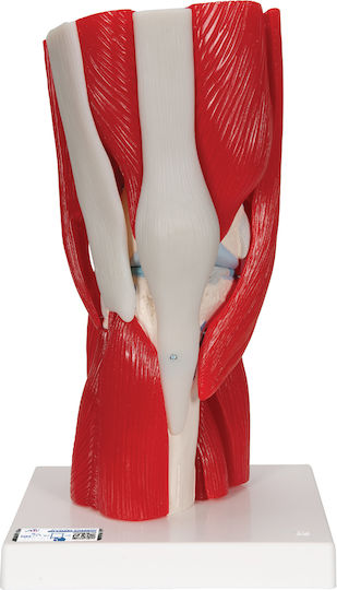 3b Scientific Medizinische Trainingsmannequin Gelenk des Knies Abnehmbare Muskeln 12-Teile 1000178