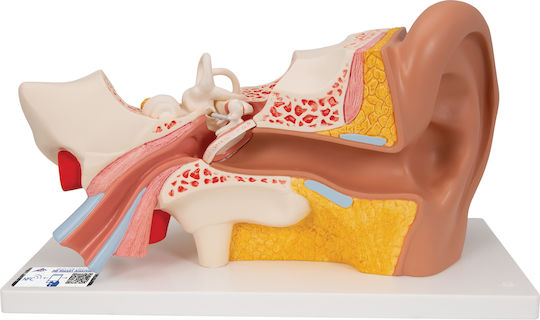 Ear Medical Training Manikin 3 Times Natural Size 4 Parts 1000250