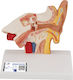 Ear Medical Training Manikin 1000252