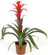 Aquaflora Guzmania Mix Pt Υδρόφιλο