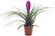 Aquaflora Tillandsia Mix Pt