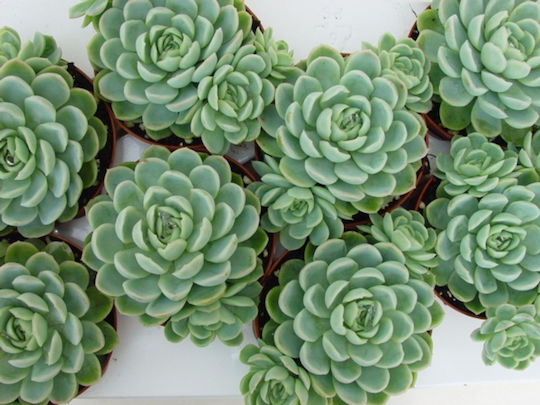 Echeveria Elegans