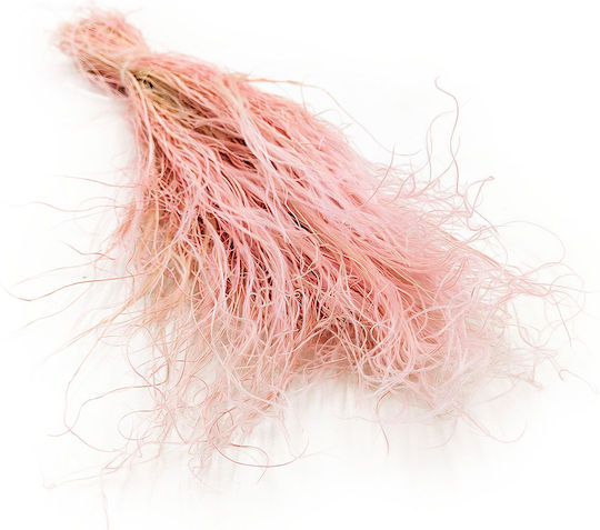 Dried Stipa Feather Grass Stipa Pennata Heather
