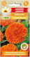 Ringelblume Officinalis Geisha Girl 1g