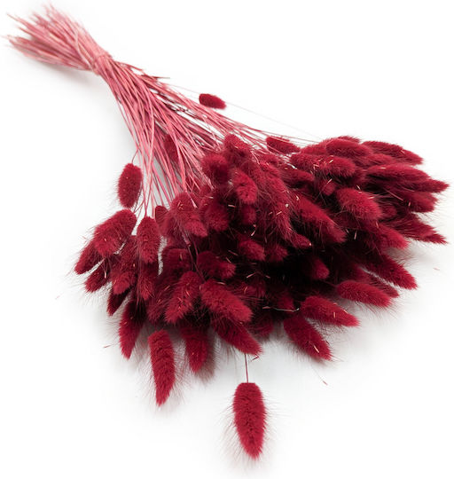 Dried Lagurus Bunny Tail Grass Burgundy