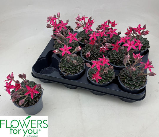 Graptopetalum Bellum с Цветя