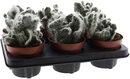 Opuntia Vestita Cristata 12cm