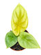 Αλοκάσια Alocasia Dragon Gold
