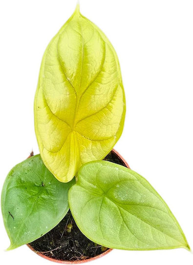 Алокасия Alocasia Dragon Gold