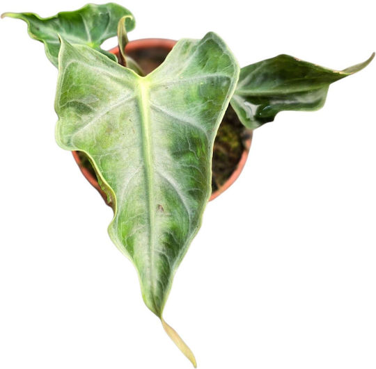 Alocasia Loco Алокасия